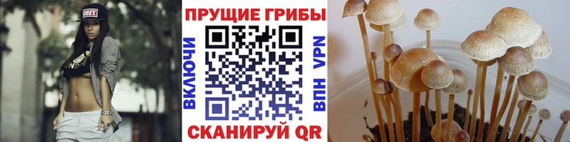 Галлюциногенные грибы Cubensis  Ялуторовск 